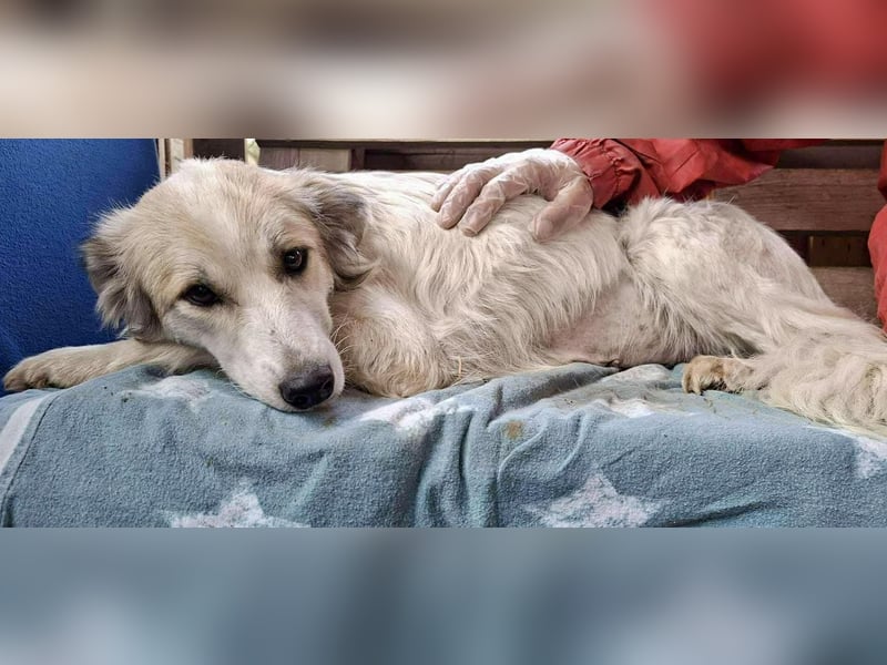 Aurora – sanfte Hündin braucht Neubeginn