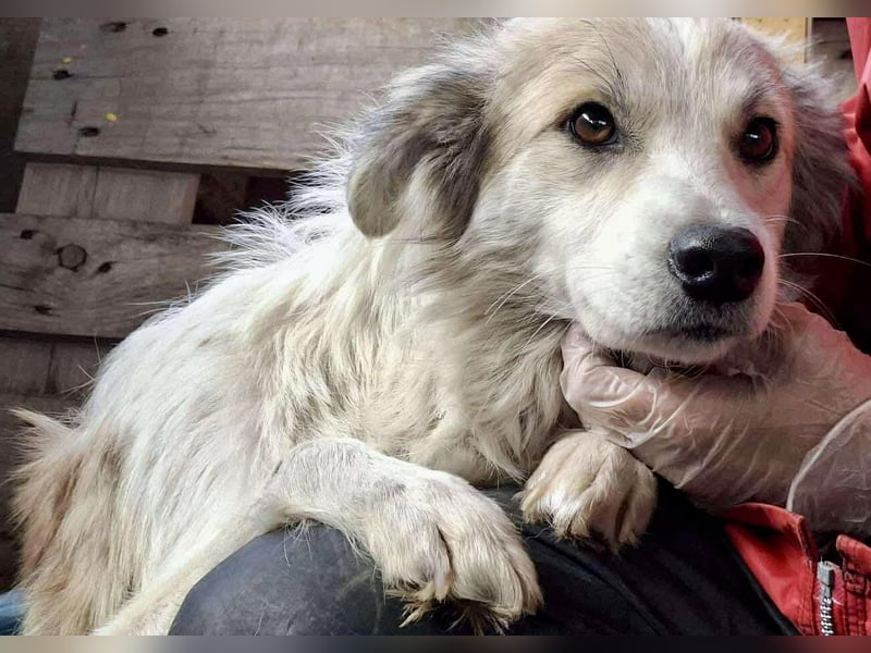 Aurora – sanfte Hündin braucht Neubeginn