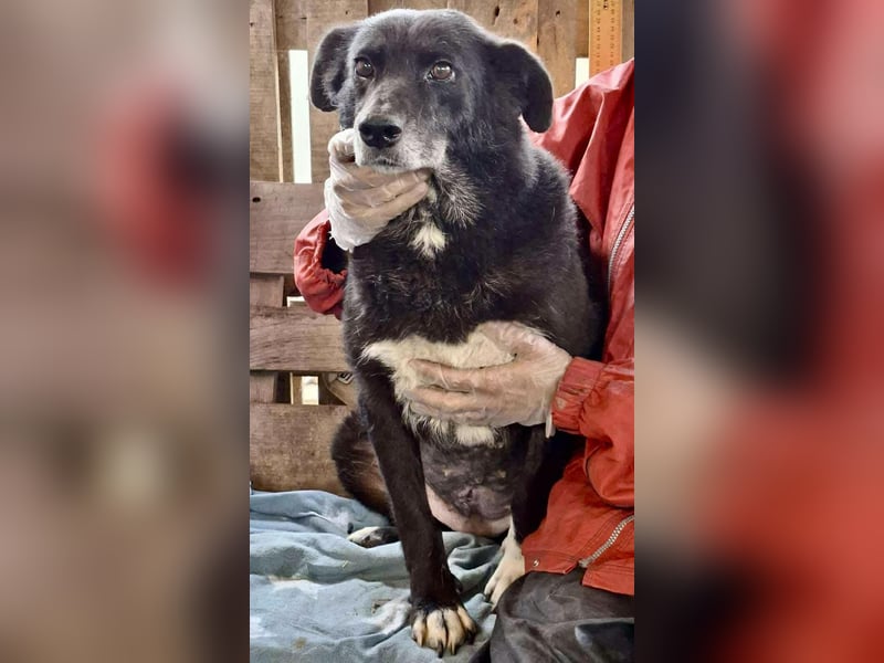 Coco – sanfte Seniorin, bereit für Zuhause 2.0 Coco – sanfte Seniorin, bereit für Zuhause 2.0