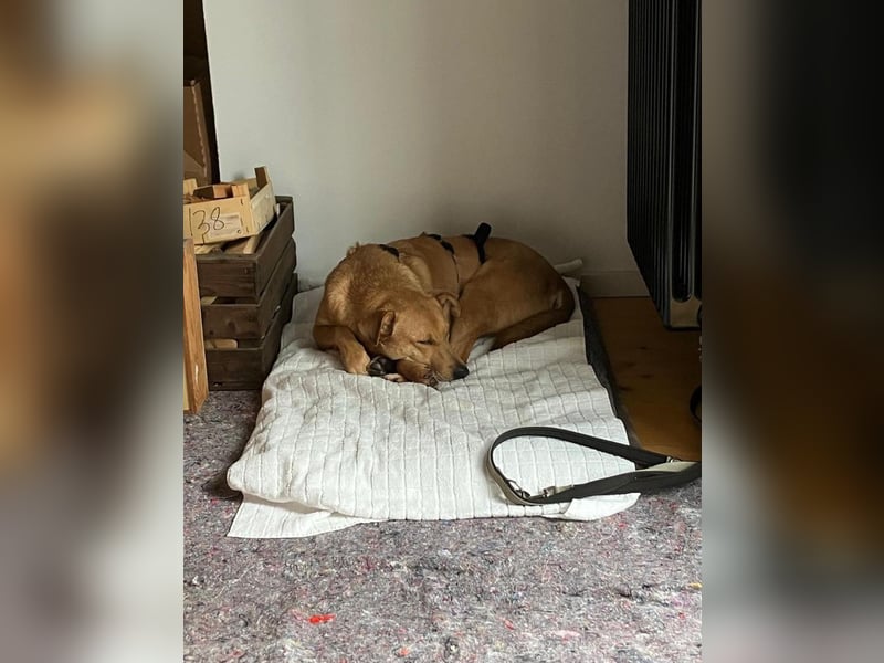 Lena sucht dringend ein liebevolles Zuhause!