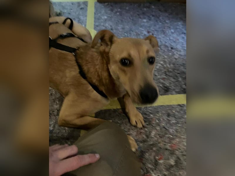 Lena sucht dringend ein liebevolles Zuhause!