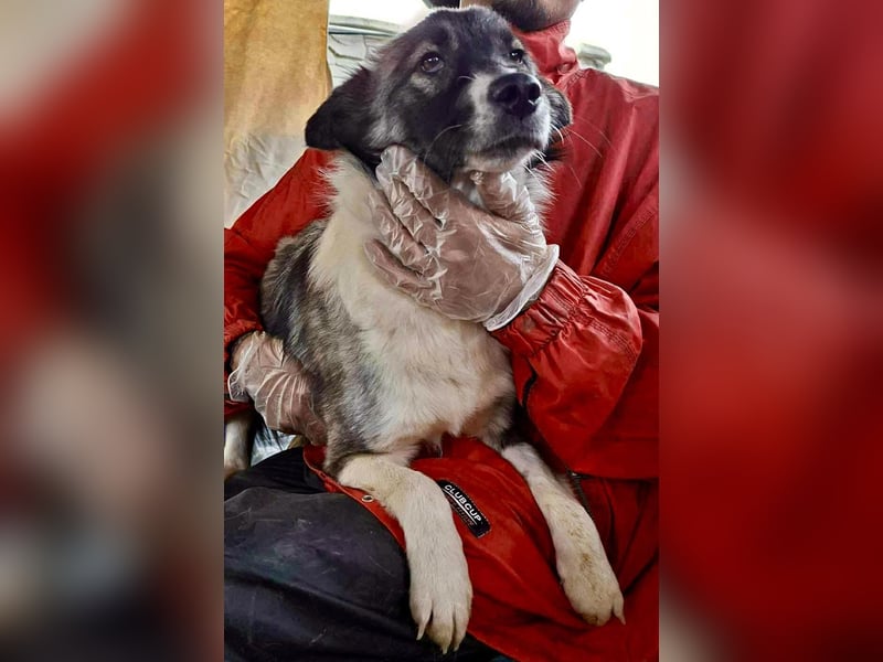 Lotte – menschenbezogene Junghündin