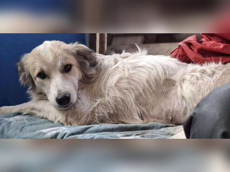 Aurora – sanfte Hündin braucht Neubeginn