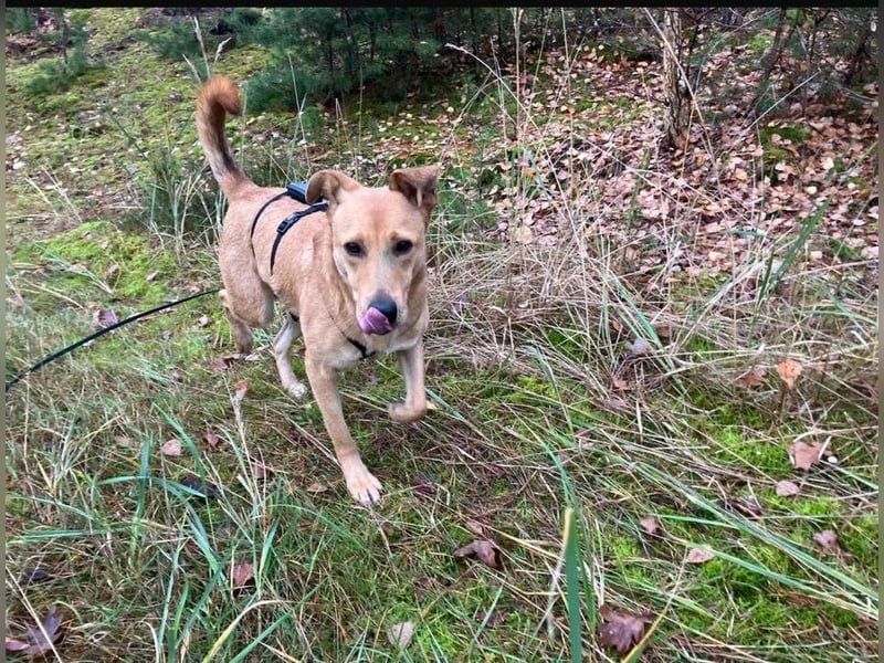 Lena sucht dringend ein liebevolles Zuhause!