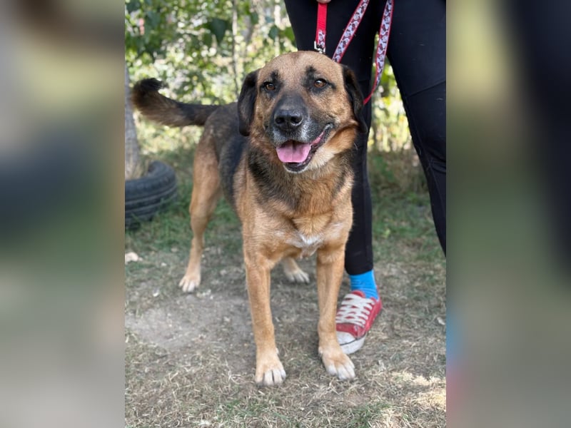 Gunvald, absoluter Traumhund