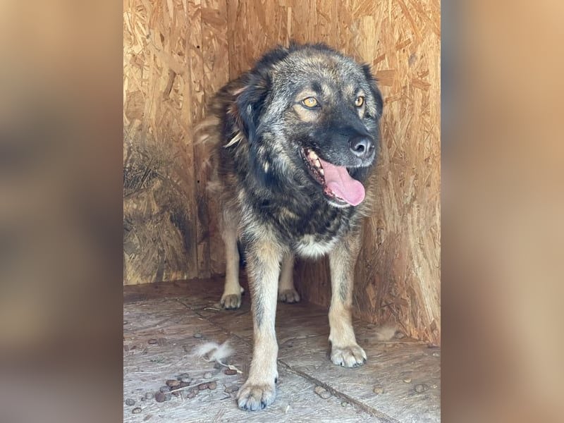 ⭐️MONTI⭐️, Grinsekatze im Hundepelz, Rüde, 7 Jahre, 51 cm, Mischling, Tierschutz
