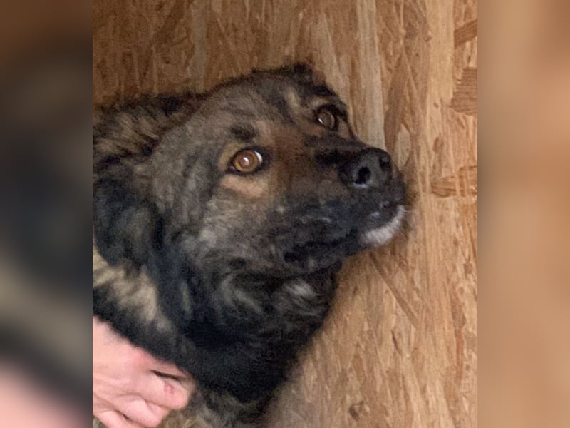 ⭐️MONTI⭐️, Grinsekatze im Hundepelz, Rüde, 7 Jahre, 51 cm, Mischling, Tierschutz