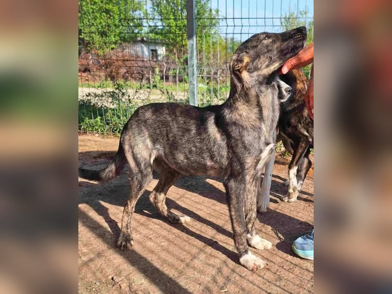 ⭐️AVA⭐️, Hündin, 1,5 Jahre, 52 cm, Mischling, Tierschutz