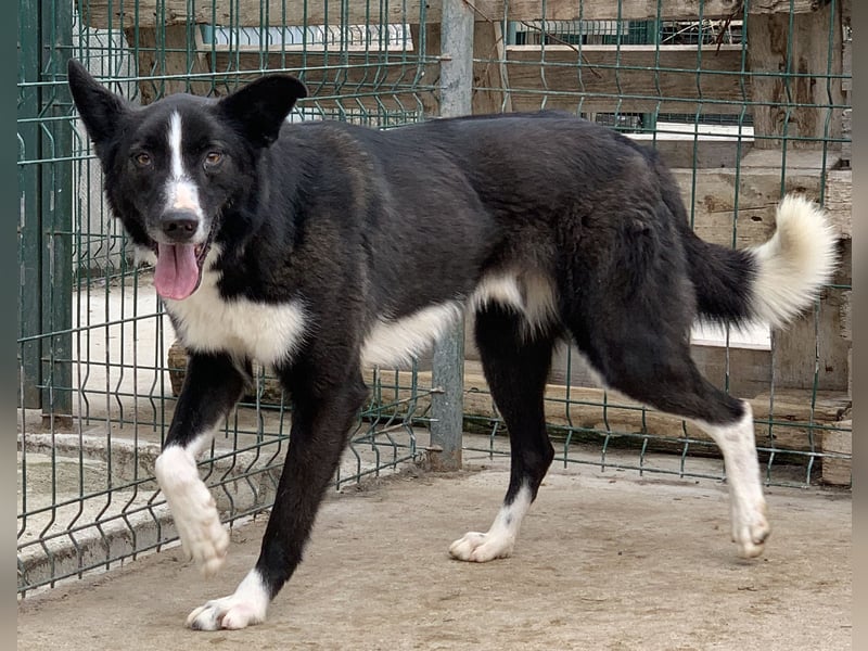 ⭐️CODI⭐️, Border Collie-Mischling, 7 Jahre, 54 cm, Mischling, Tierschutz