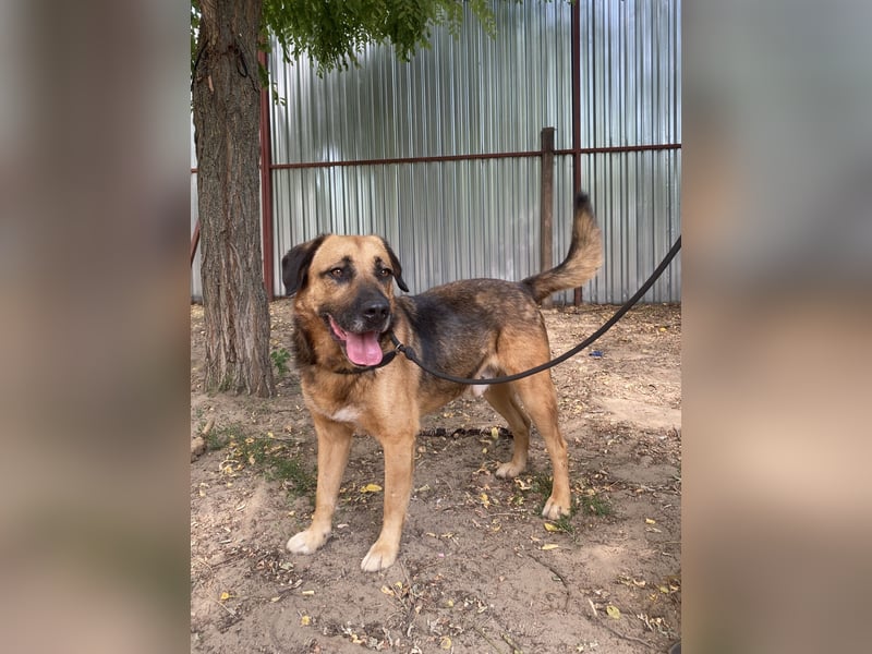 Gunvald, absoluter Traumhund