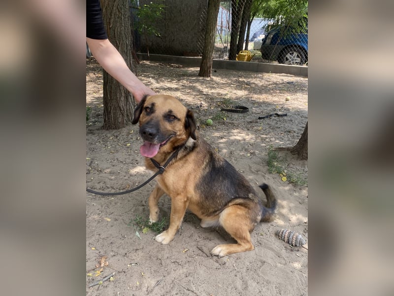 Gunvald, absoluter Traumhund
