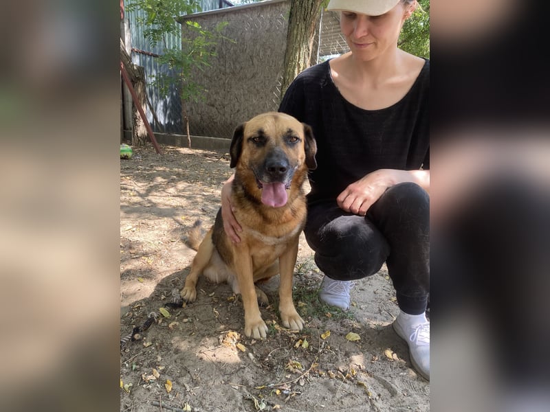 Gunvald, absoluter Traumhund