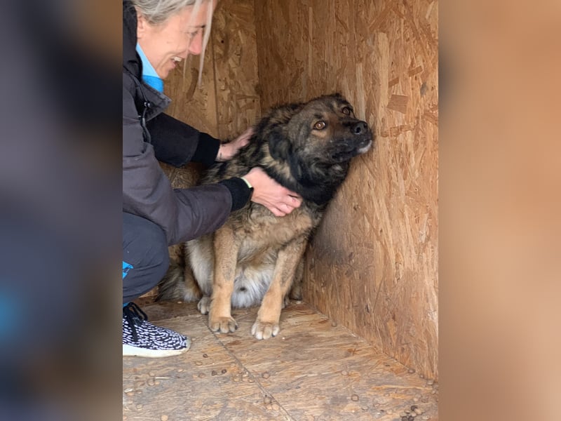 ⭐️MONTI⭐️, Grinsekatze im Hundepelz, Rüde, 7 Jahre, 51 cm, Mischling, Tierschutz
