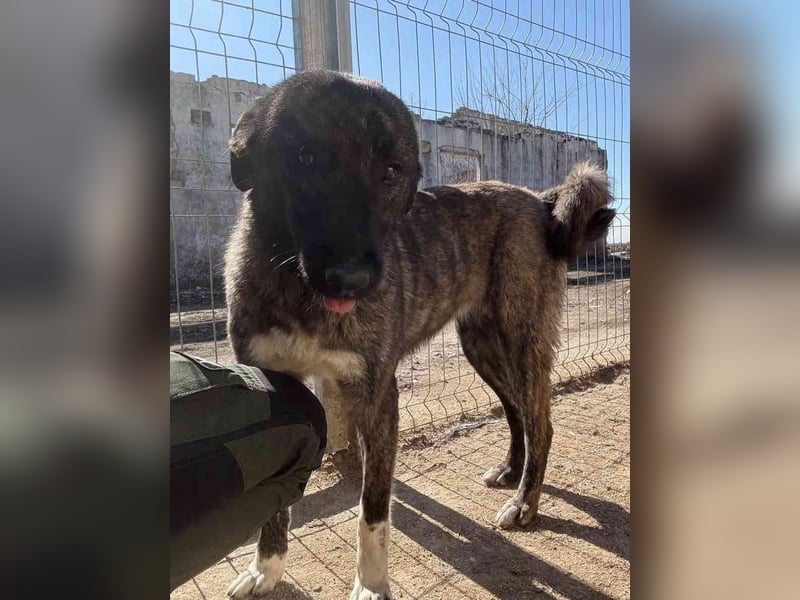 ⭐️AVA⭐️, Hündin, 1,5 Jahre, 52 cm, Mischling, Tierschutz