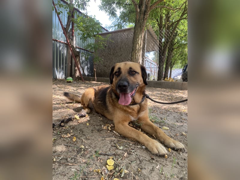 Gunvald, absoluter Traumhund