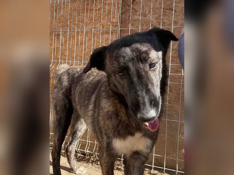 ⭐️AVA⭐️, Hündin, 1,5 Jahre, 52 cm, Mischling, Tierschutz