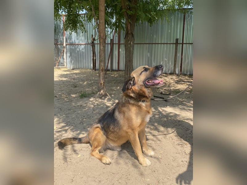 Gunvald, absoluter Traumhund