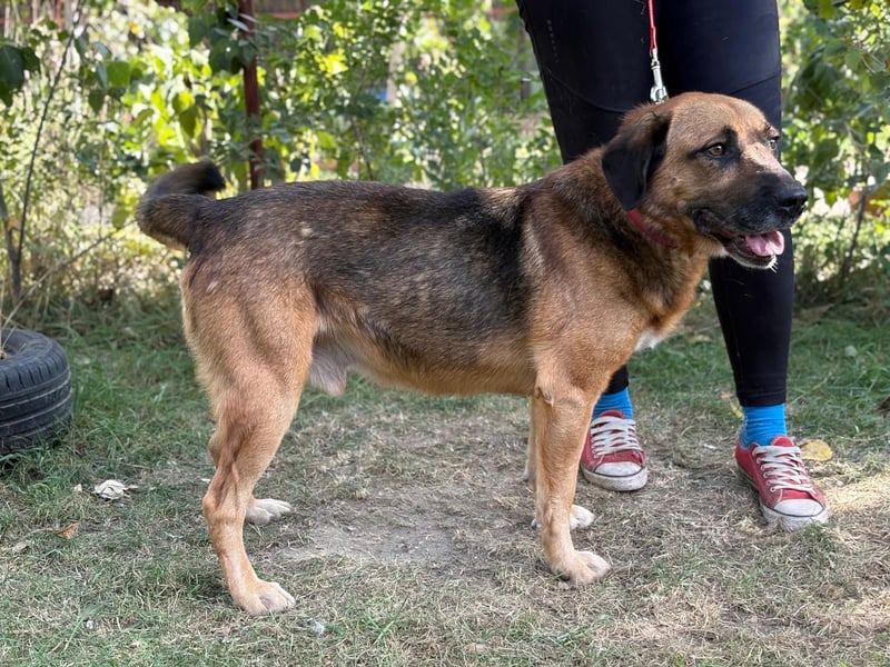 Gunvald, absoluter Traumhund