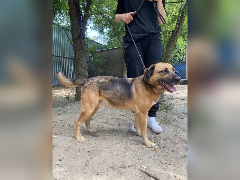 Gunvald, absoluter Traumhund
