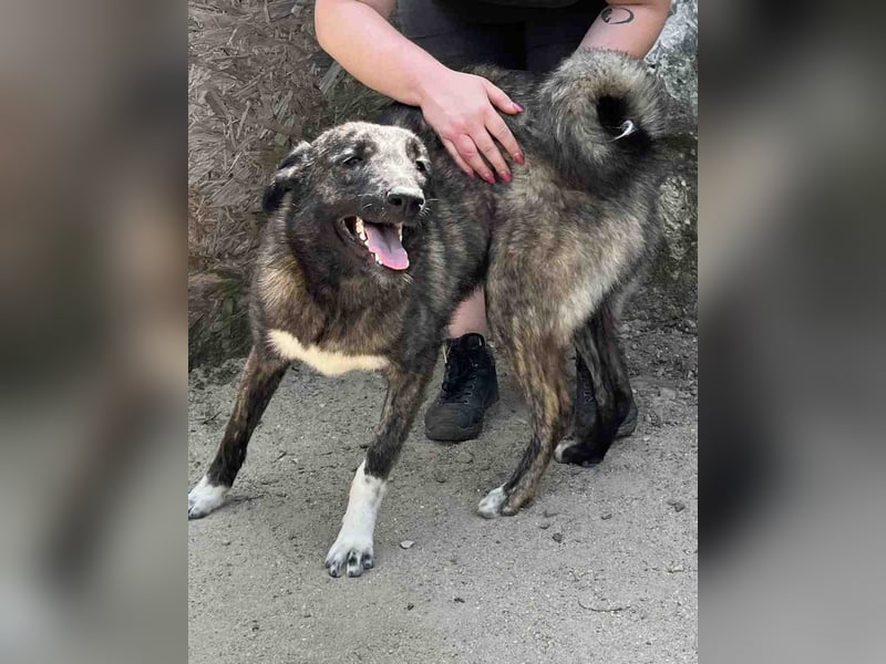 ⭐️AVA⭐️, Hündin, 1,5 Jahre, 52 cm, Mischling, Tierschutz