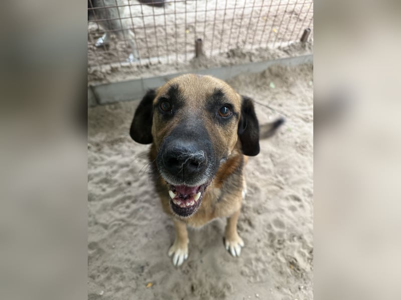 Gunvald, absoluter Traumhund