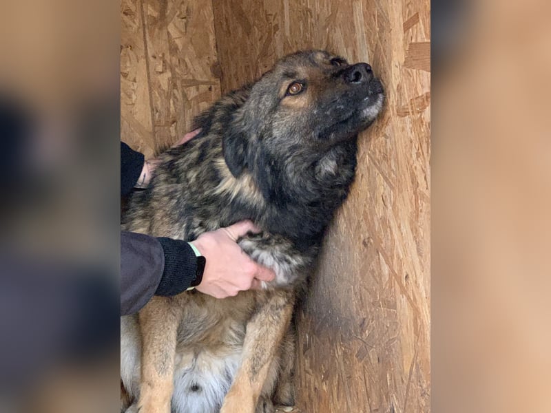 ⭐️MONTI⭐️, Grinsekatze im Hundepelz, Rüde, 7 Jahre, 51 cm, Mischling, Tierschutz
