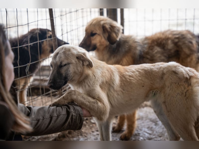 Wilma – sanfte Seele sucht Geborgenheit