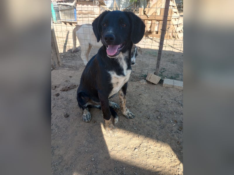 David - Ein kleiner Kämpfer auf der Suche nach einem Zuhause