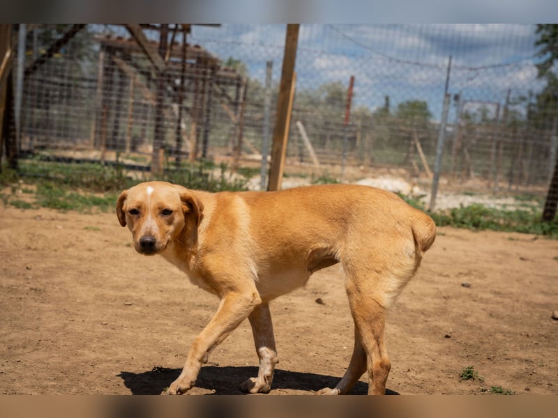 Jennifer – liebe, ruhige Hundeseele sucht ein Zuhause