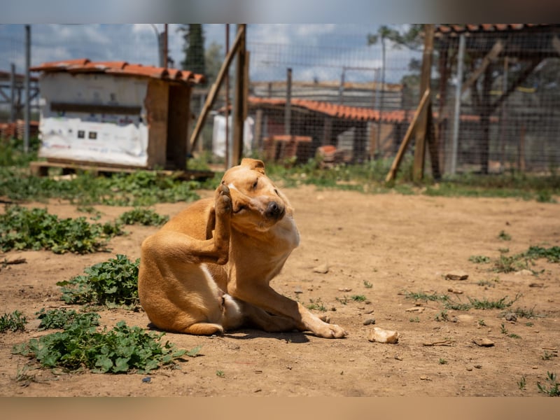 Jennifer – liebe, ruhige Hundeseele sucht ein Zuhause