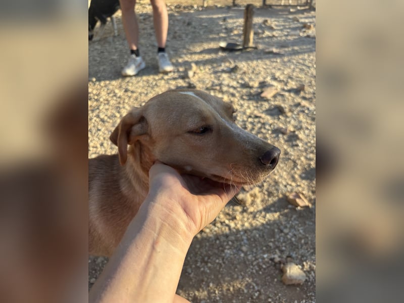 Jennifer – liebe, ruhige Hundeseele sucht ein Zuhause