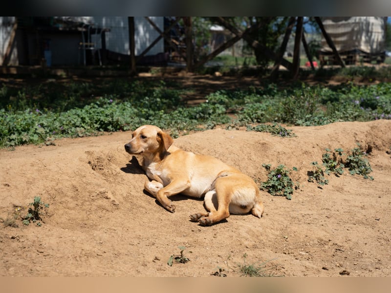 Jennifer – liebe, ruhige Hundeseele sucht ein Zuhause