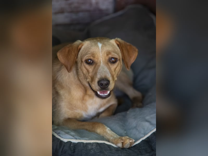 Jennifer – liebe, ruhige Hundeseele sucht ein Zuhause