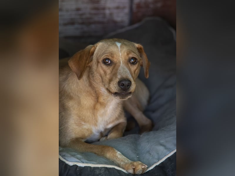 Jennifer – liebe, ruhige Hundeseele sucht ein Zuhause