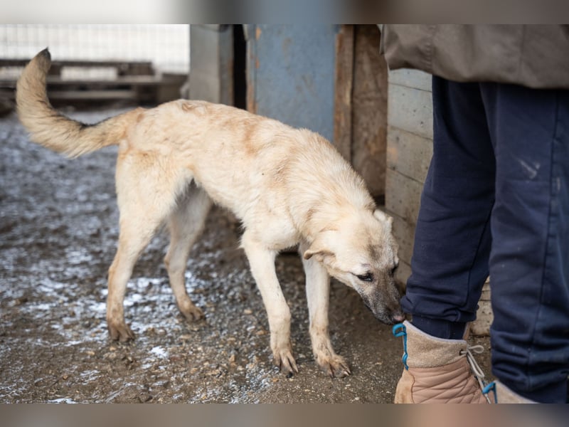 Wilma – sanfte Seele sucht Geborgenheit