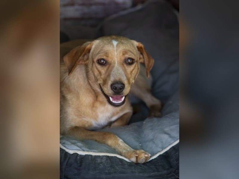 Jennifer – liebe, ruhige Hundeseele sucht ein Zuhause