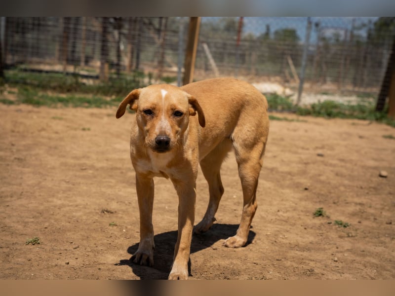 Jennifer – liebe, ruhige Hundeseele sucht ein Zuhause