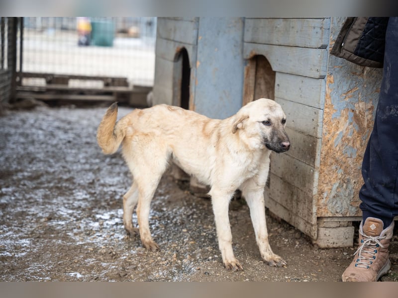 Wilma – sanfte Seele sucht Geborgenheit