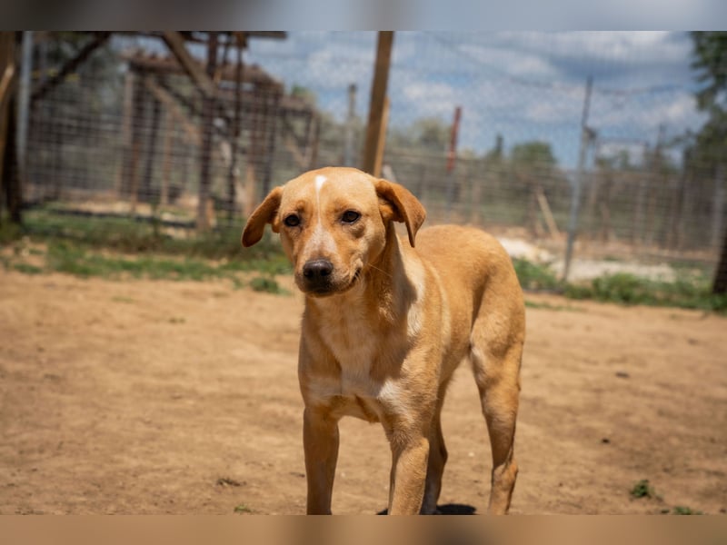 Jennifer – liebe, ruhige Hundeseele sucht ein Zuhause