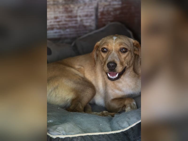 Jennifer – liebe, ruhige Hundeseele sucht ein Zuhause