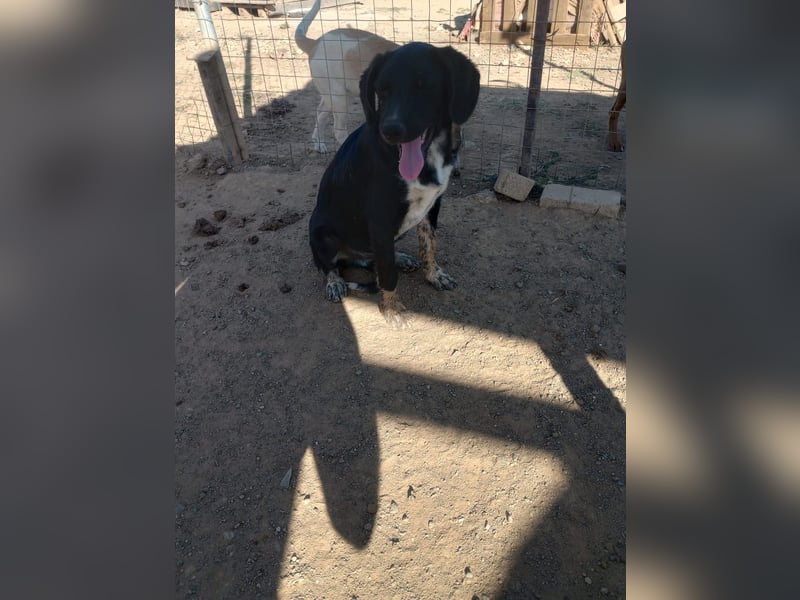 David - Ein kleiner Kämpfer auf der Suche nach einem Zuhause