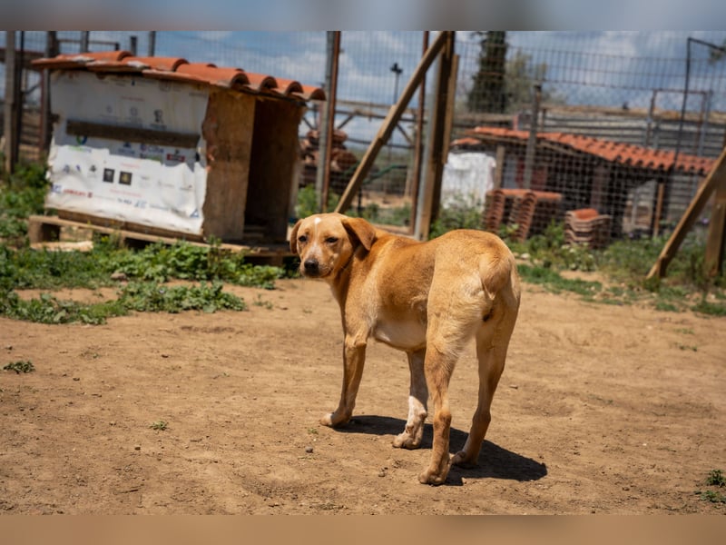 Jennifer – liebe, ruhige Hundeseele sucht ein Zuhause