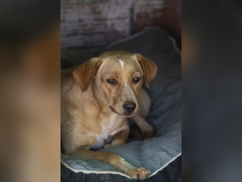 Jennifer – liebe, ruhige Hundeseele sucht ein Zuhause