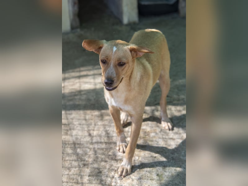 Jennifer – liebe, ruhige Hundeseele sucht ein Zuhause