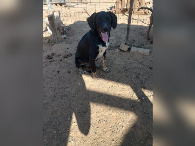 David - Ein kleiner Kämpfer auf der Suche nach einem Zuhause