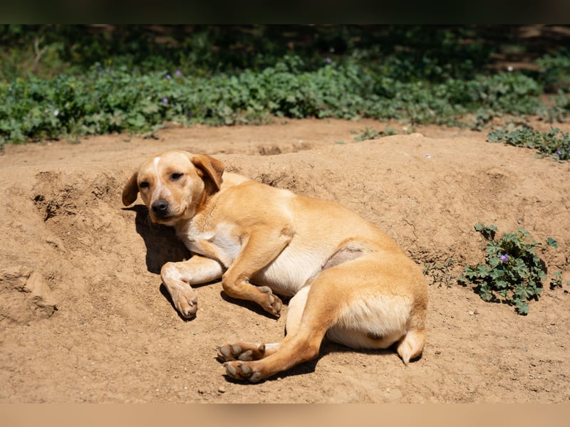 Jennifer – liebe, ruhige Hundeseele sucht ein Zuhause