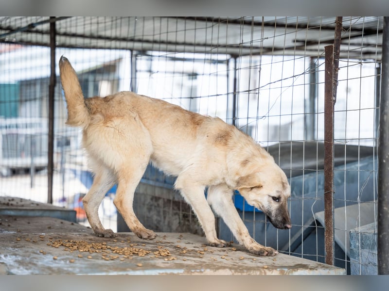 Wilma – sanfte Seele sucht Geborgenheit