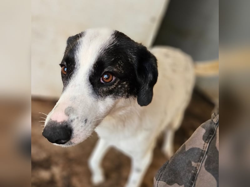 Umi, 2 jährige Hündin, mittelgroß – groß, freundlich, aufgeschlossen, aktiv, verschmust