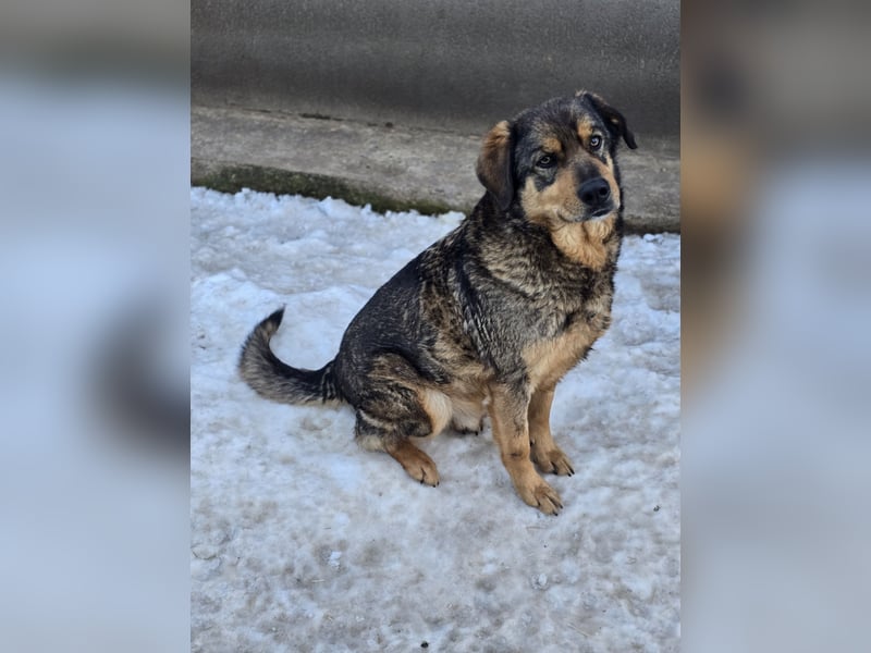 Heinz , ein liebenswerter Senior ,geb. ca. 01.06.2013, SH mittelgroß, freundlich, verschmust, offen