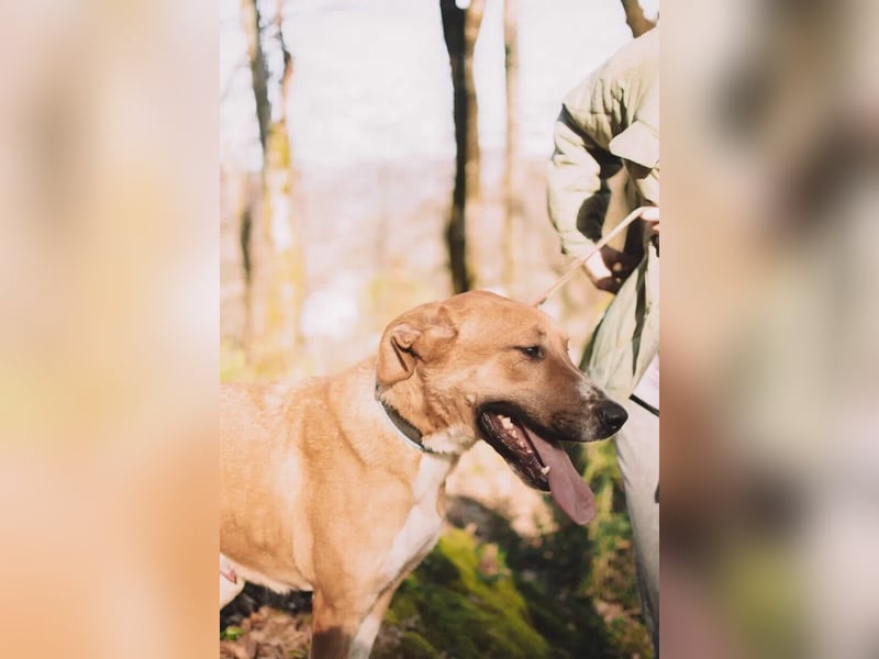 Neugieriger Süleyman sucht sein Zuhause